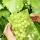 thumbnail image 3 of Bunch Protection Bag Grape Fruit Organza Bag With Drawst Gives Total Protection, 3 of 3