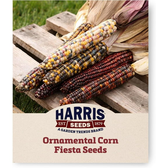 Harris Seeds - Ornamental Corn Seeds Treated, Non-GMO Mix Color - 100 Seeds