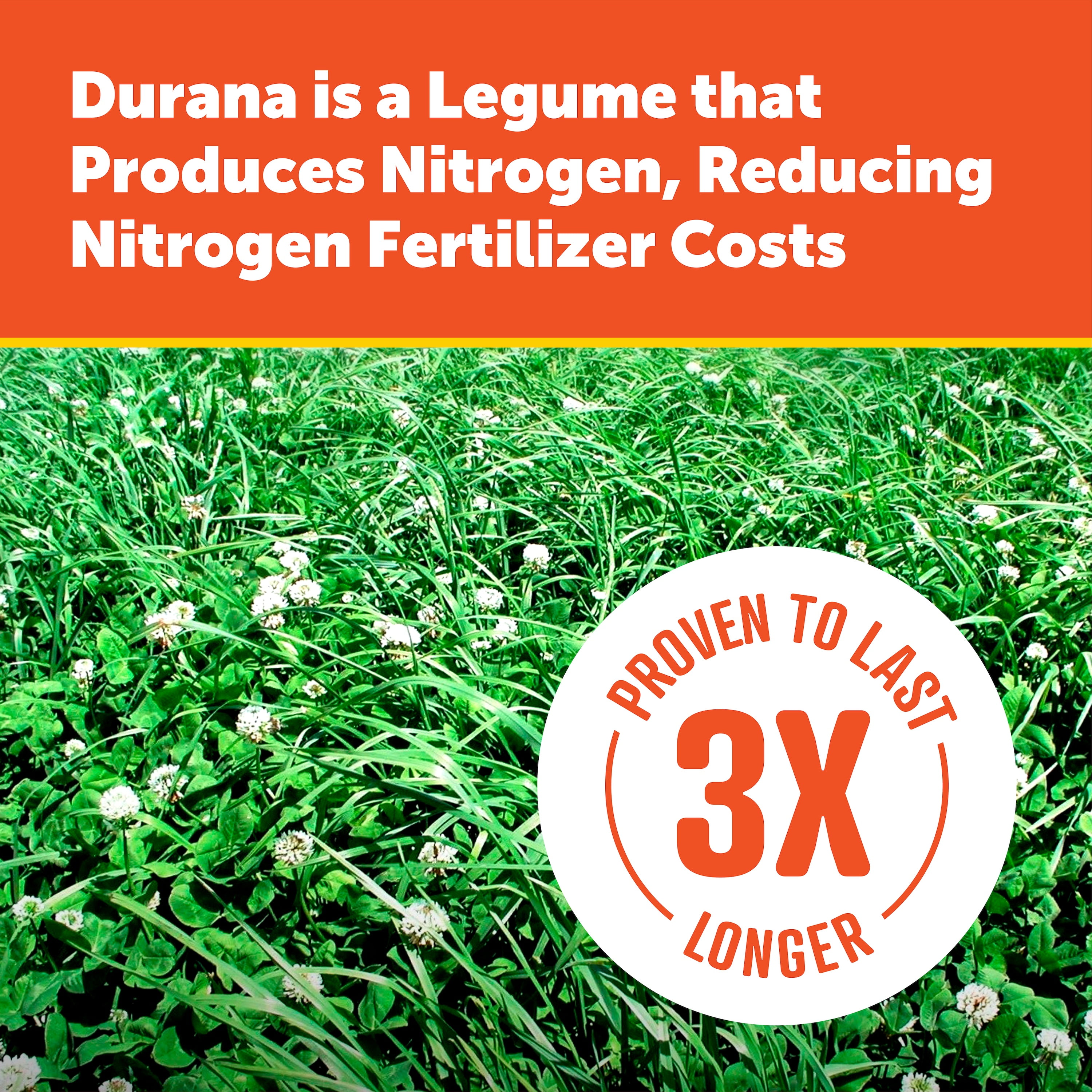 Pennington Durana Perennial White Clover Grass Seed, 25lb