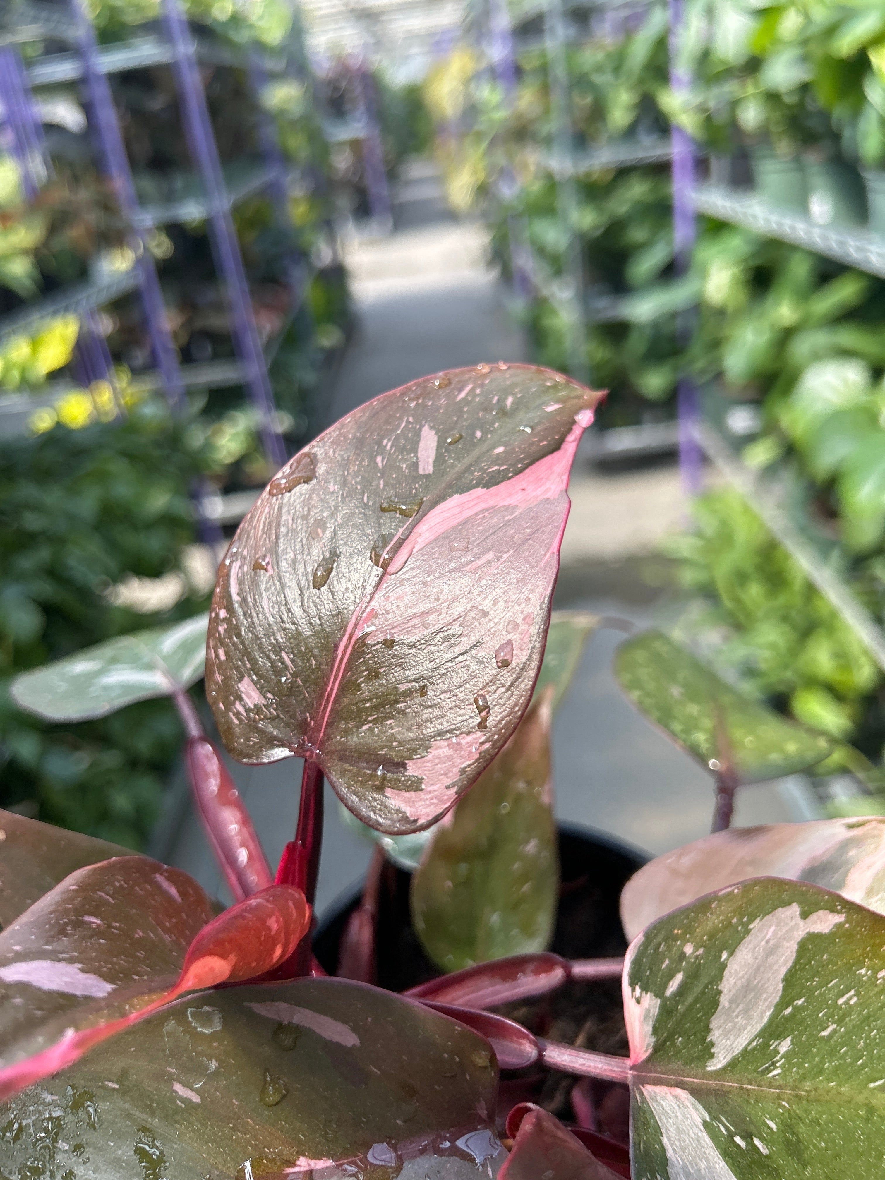 Pink Princess Philodendron- Variegated Indoor Plant with Large Pink and Green Leaves, Easy Care Tropical Foliage for Home & Garden 6" Pot