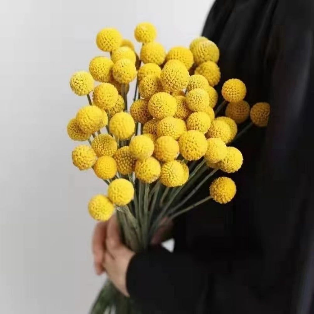 60Pcs Natural Craspedia Globosa Flowers Billy Balls Boho Flower Bouquet Floral Arrangements for Wedding Home Party Office Decor (Yellow)