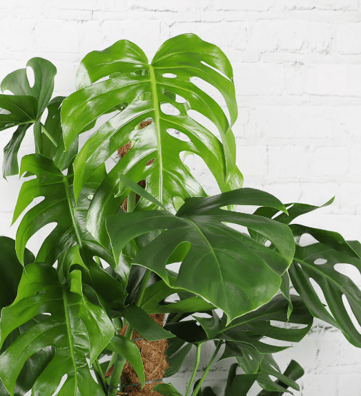 Monstera Deliciosa Plant Live for Planting, Rare Monstera Plant for Indoor Outdoor 4 to 6 Inch Tall