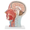 thumbnail image 2 of Modelo médico anatómico del cerebro Jadeshay tamaño natural A, 2 of 8