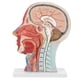thumbnail image 2 of Modelo anatómico ANGGREK de la cabeza Médico humano tamaño natural, 2 of 8