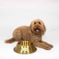 thumbnail image 2 of Tazón Pequeño para Mascotas Snoop Doggie Doggs Dorado Deluxe, 2 of 9