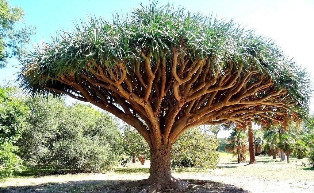 Dragon Blood Bonsai Tree Seeds to Grow - 6 Seeds - Dracaena Draco Seeds for  Planting - Exotic Tree Seeds - Indoor Bonsai Tree - Walmart.com