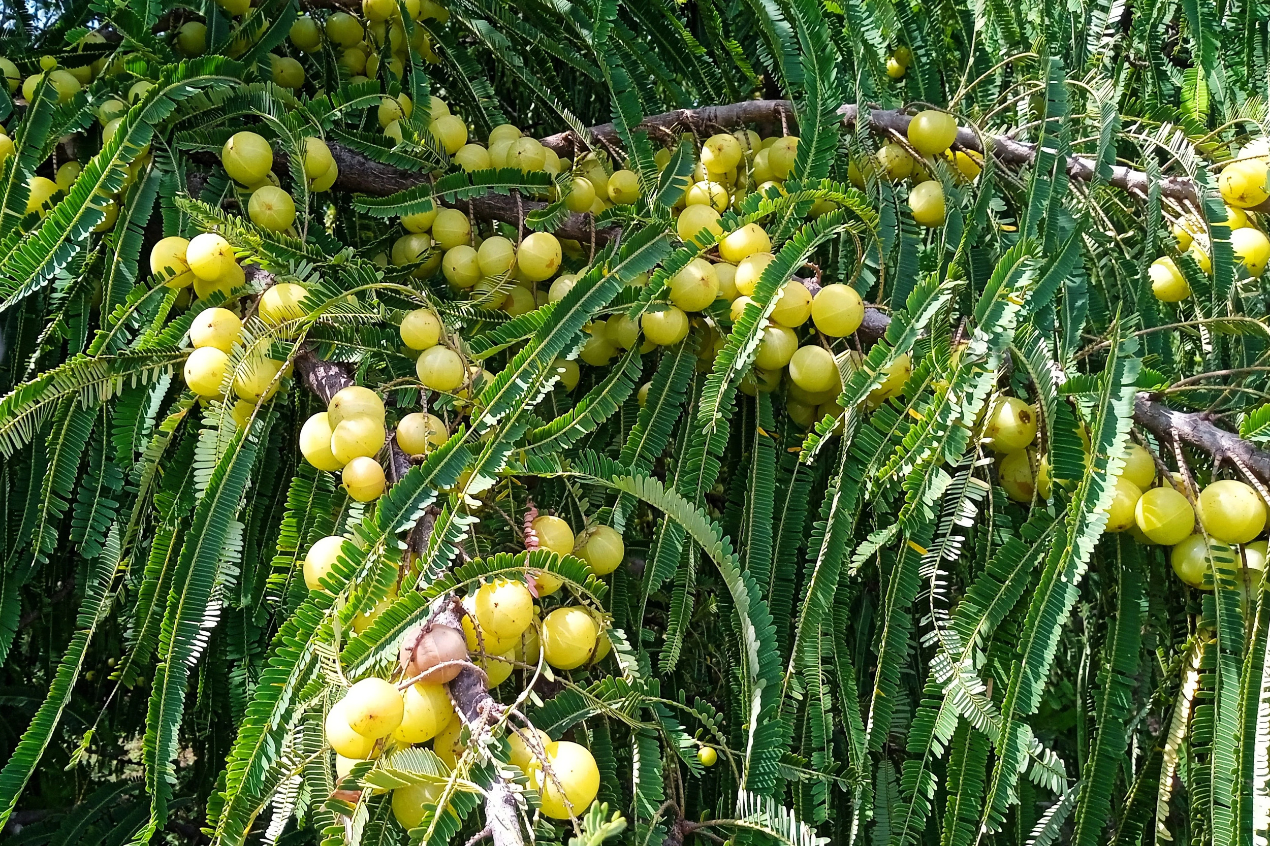 10 INDIAN GOOSEBERRY Phyllanthus Emblica Emblic Edible Fruit Tree Seeds - image 4 of 10