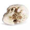 thumbnail image 3 of Modelo de cráneo humano de tamaño natural 1:1 - Modelo de réplica de cráneo humano realista de Halloween - Accesorios de decoración de cabeza de cráneo humano de resina, 3 of 5