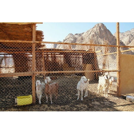 LAMINATED POSTER Pet Desert Breeding Goats Pen Bedouin Village Poster Print 24 x