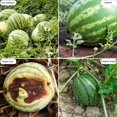 thumbnail image 4 of Melon Cradle, 100 Pcs Plastic Melon Cradle Supports Garden Plant Cradle Protection Rack Melon Squash Support Pad Mats for Watermelon Pumpkin and Squash, 4 of 8