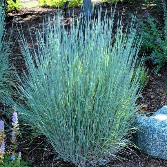 Little Bluestem 'The Blues' -Ornamental Grass- Live Starter Plant