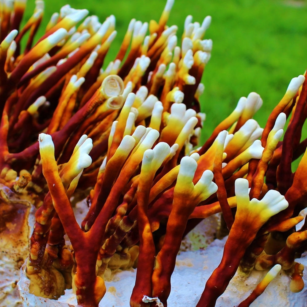 Antler Reishi Mushroom Liquid Culture Syringe