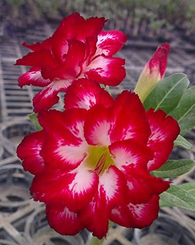 Details about   Only Red 1000 Seeds " Siam Red " Adenium Obesum Desert rose REGISTERED TRACK 