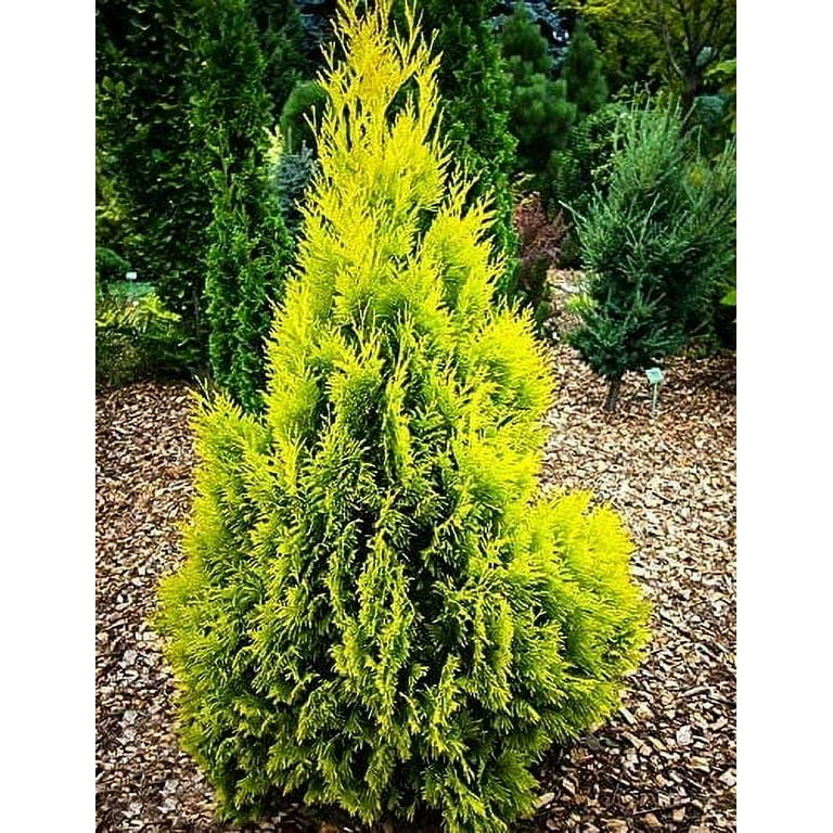 wisteria sinensis amethyst Wisteria sinensis 'Amethyst' (Chinese Wisteria) – Pikirangi Online Garden  Centre main image 1