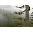 thumbnail image 2 of Paulson, Don 24x17 White Modern Wood Framed Museum Art Print Titled - USA, Washington, Mount Rainier NP Tree in fog, 2 of 4