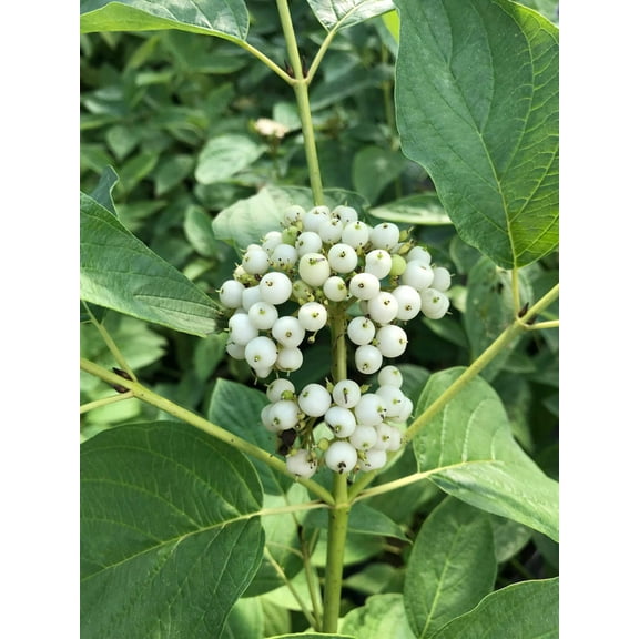 Red-Osier Dogwood