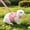 H, variant on Bunny Clothes Rabbit Harness And Leash Set,Bunny Leash For Walking Escape Proof,Bunny Clothes With Cute Bow Mesh Breathable Adjustable Vest Rabbit Harness Camping Hiking Training