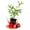 1 Plant, variant on Dwarf Red Pomegranate Tree - 2 Live Plants in 3 Inch Growers Pots - Edible Fruit Bearing Tree for The Patio and Garden