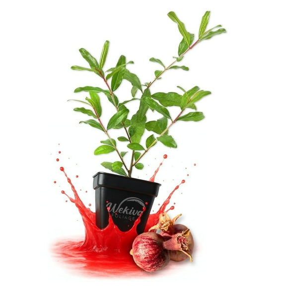 Dwarf Red Pomegranate Tree - 1 Live Plant in a 3 Inch Growers Pot - Edible Fruit Bearing Tree for The Patio and Garden