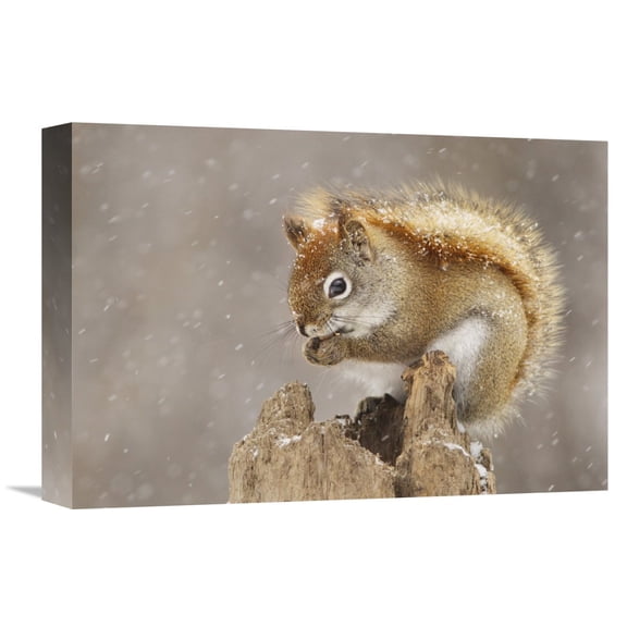 Global Gallery Mircea Costina 'Snow Storm' Canvas Wall Art