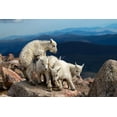 thumbnail image 2 of Verdon 32x23 White Modern Wood Framed Museum Art Print Titled - Baby Goats At Play, 2 of 4