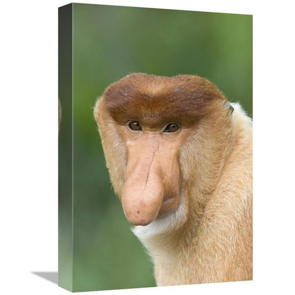 12 x 18 in. Proboscis Monkey Male, Sabah, Malaysia Art Print - Suzi Eszterhas