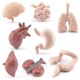 thumbnail image 2 of 8Pcs/Set Organ Model Toy PVC Brain Lungs Small/Large Intestine Stomach Solid Model Early Learning Educational Toy Simulation Heart Model Human Body Science Toys Children Toy Gift, 2 of 10