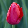 thumbnail image 3 of Easy to Grow Tulip Ruby Prince 10 Plant Bulbs Single Group, Spring Zones 3-8, 3 of 9