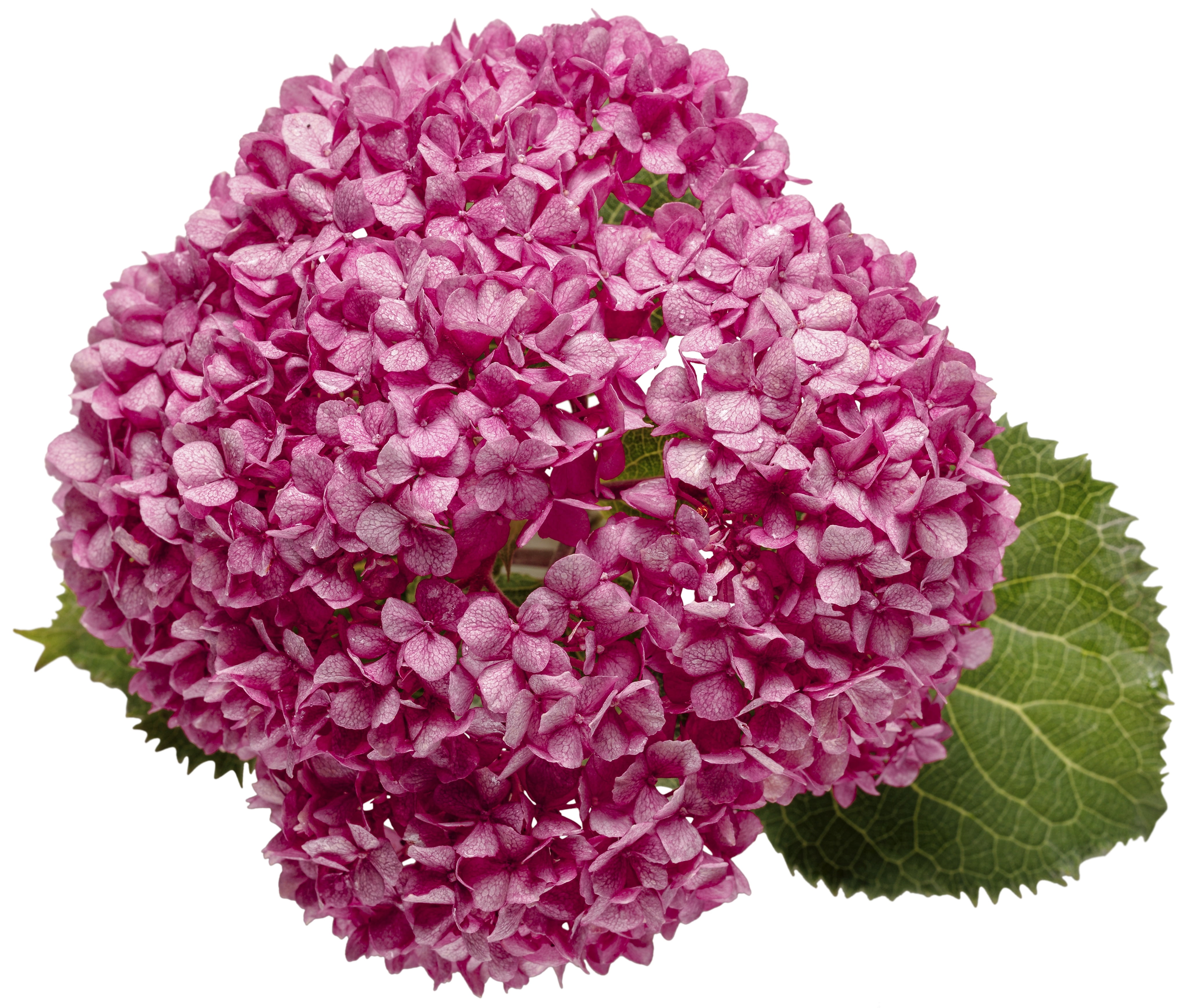 Proven Winners ColorChoice Invincibelle Mini Mauvette Hydrangea Live Shrub (2 Gallon)