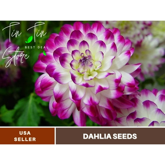 40  Seeds| Magically Dun Dahlia Perennial Seeds | Seeds, Herbal Seeds, Flower Seeds, GMO Free, Authentic Seed#D064