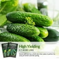 thumbnail image 3 of 3 Packs National Pickling Cucumber - Non-GMO Heirloom Vegetable Seeds - Full Sun Annual, 3 of 8
