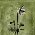 thumbnail image 2 of Koetsier, Albert 26x26 White Modern Wood Framed Museum Art Print Titled - Columbine, 2 of 4