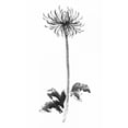 thumbnail image 3 of Rae, Nan 12x18 Black Modern Framed Museum Art Print Titled - Ink Mum, 3 of 5