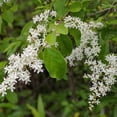 thumbnail image 3 of SINENSE LIGUSTRUM, 3 of 6