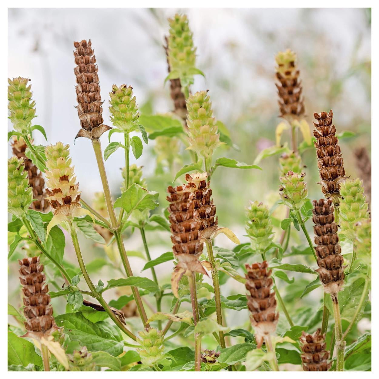Everwilde Farms - 1/4 lb Heal All Native Wildflower Seeds - Gold Vault Bulk Seed Packet