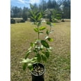 thumbnail image 2 of Red Mineola Tangelo Honeybell Tree GRAFTED . Citrus Manderian Fruit. 2-4 ft. we ship to all states, 2 of 6