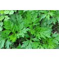 thumbnail image 4 of 1000 COMMON MUGWORT Artemisia Vulgaris Wild Wormwood Herb Yellow Red Flower Seeds, 4 of 9