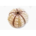 thumbnail image 2 of One (1) Beautiful "Sputnik" Sea Urchin Shell (2-2.5" / 50-64mm) for Beach Arfts & Crafts, Coastal Cottage and Nautical Home Decor, Air Plants, 2 of 4