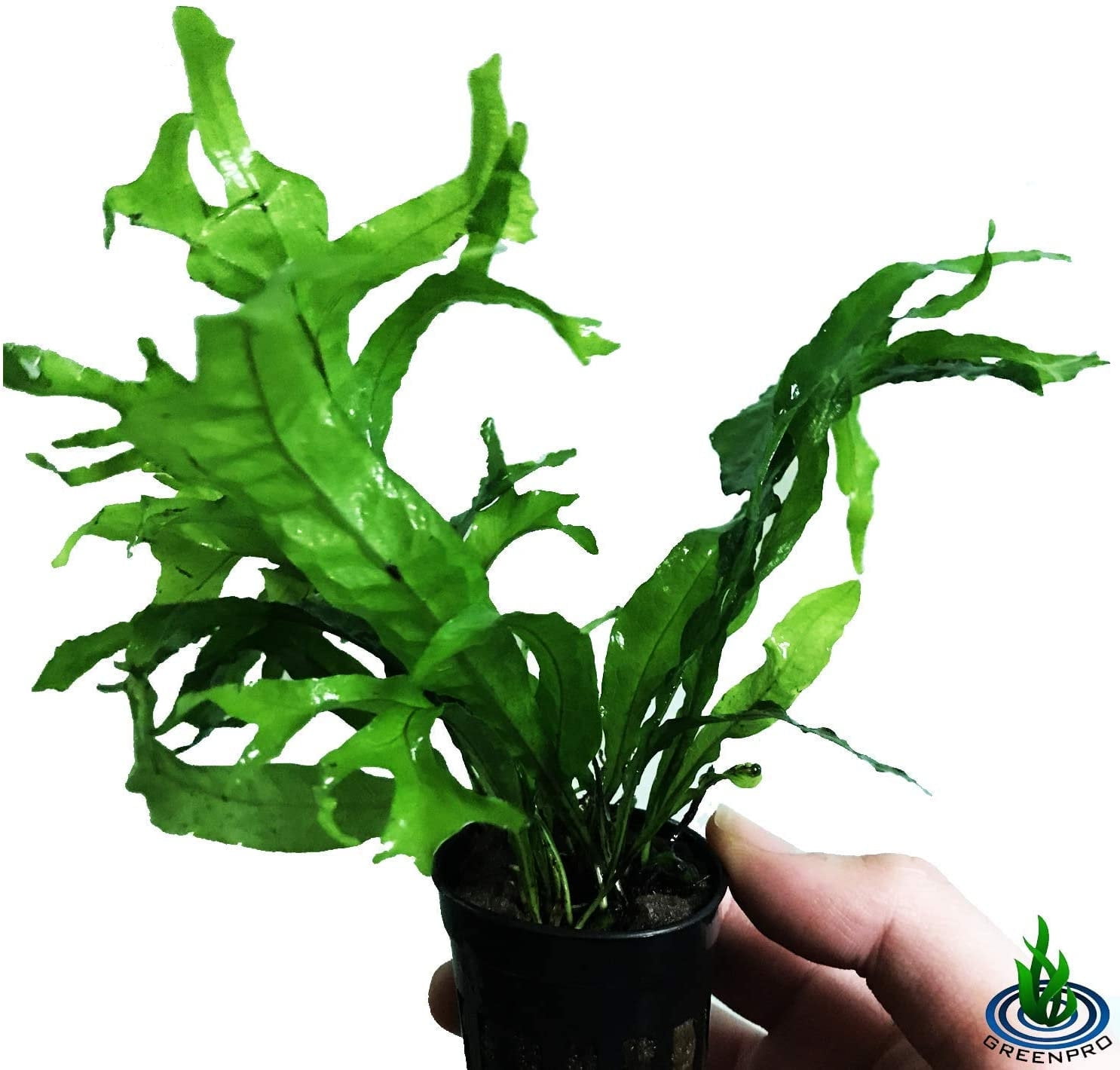Greenpro Java Fern Thor's Hammer Microsorum Pteropus Live Aquarium Plants Decoration Rare