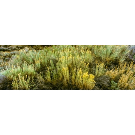 High angle view of sagebrush in field Chuchupate Campground Los Padres National Forest California USA Poster