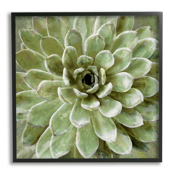 Stupell Industries Succulent Plant Abstract View Botanical & Floral Painting Black Framed Art Print Wall Art