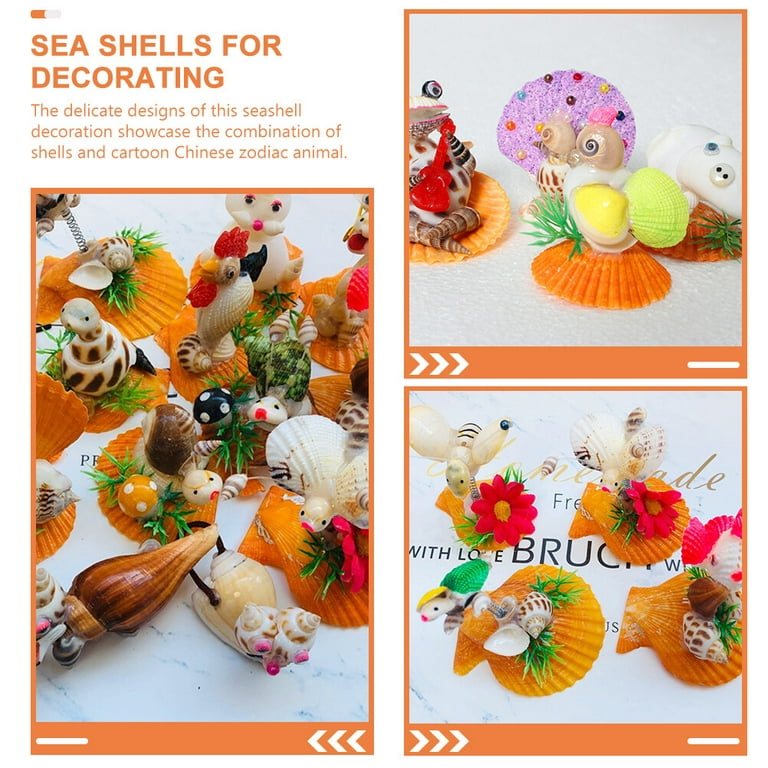 2Pcs Sea Shells for Decorating Shells Zodiac Decoration Sea Shell Ornaments  Shell Decoration (Random Style) 