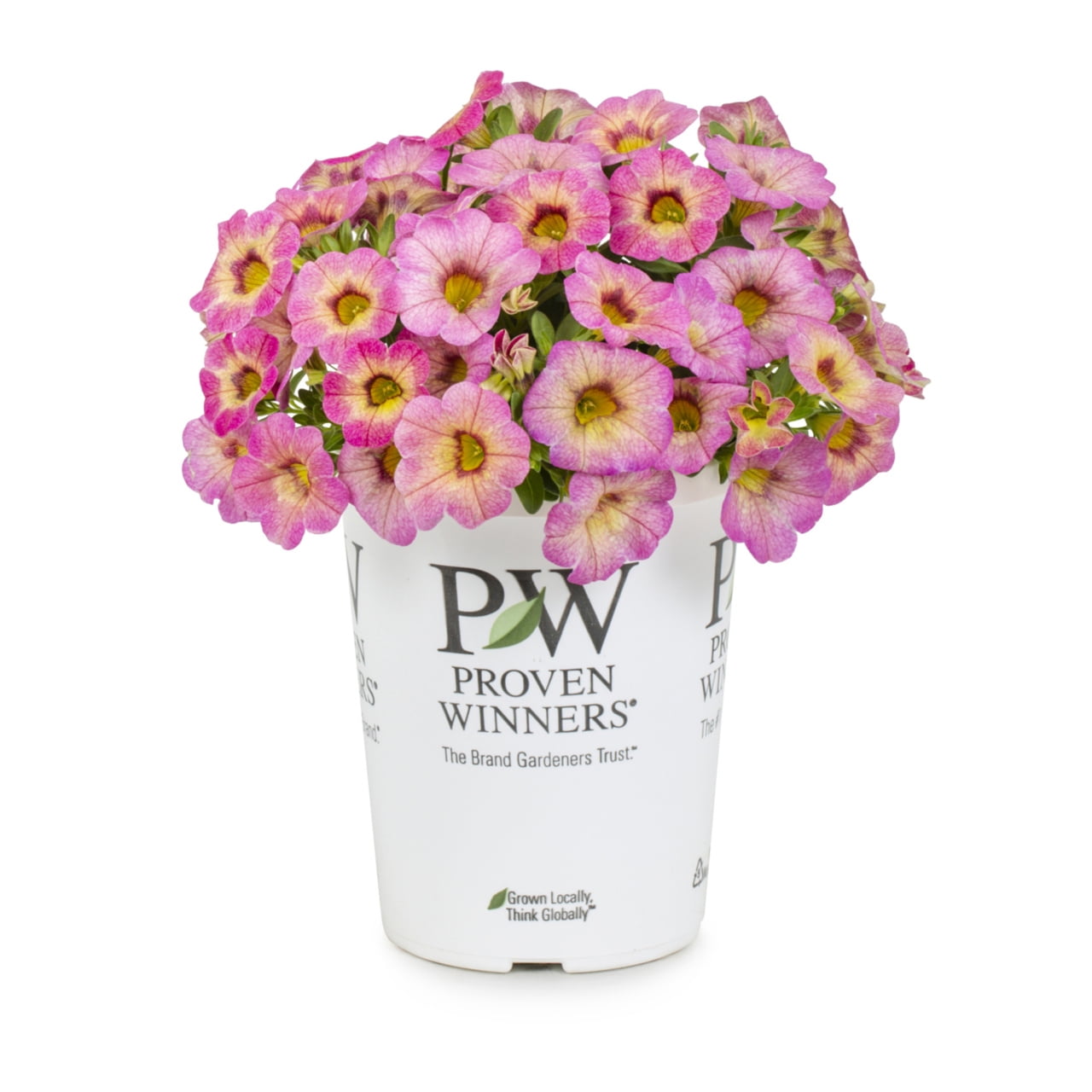 Proven Winners 1.5PT Pink Calibrachoa Live Annual Plant Sun 5-Pack