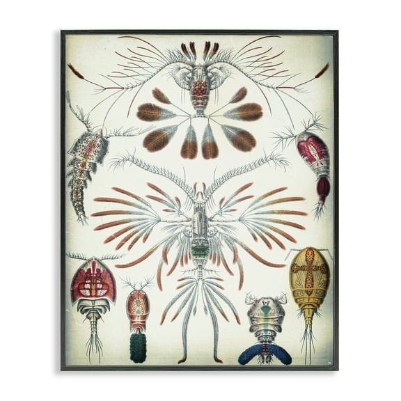 Stupell Industries Vintage Crustacean Diagram STEM Painting Black Framed Art Print Wall Art, 11 x 14