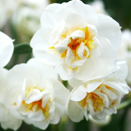 Bridal Crown Daffodil Flower Bulbs - 10 Bulbs per Pack - Pleasantly Scented - Deer Resistant - Good as Cut Flowers - Grows Well In Containers - Perennializing - Grow Indoors or Outdoors – Live Plants