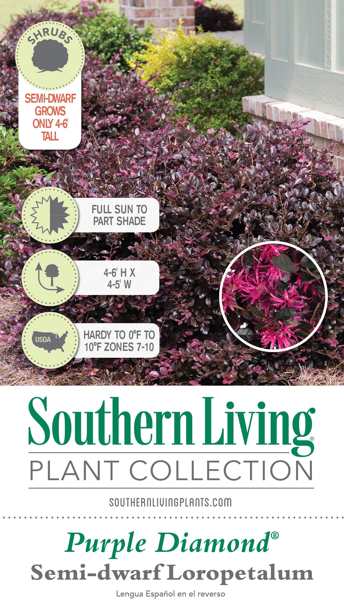 Southern Living Purple Diamond Loropetalum Live Shrub in 2.5-Quart Grower Pot