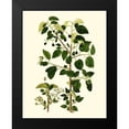 thumbnail image 2 of Unknown 12x14 Black Modern Framed Museum Art Print Titled - Olive Greenery V, 2 of 5