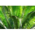 thumbnail image 2 of Ostrowitz, Mallorie 32x23 Black Ornate Wood Framed with Double Matting Museum Art Print Titled - Close-up of the fronds of the Sago Palm Tree, 2 of 4