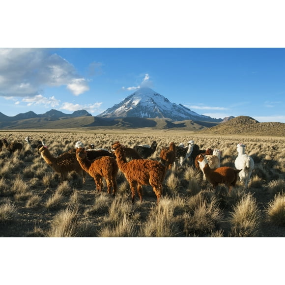 Lamas in front of Nevado Sajama, Sajama National Park; Bolivia Poster Print (19 x 12)
