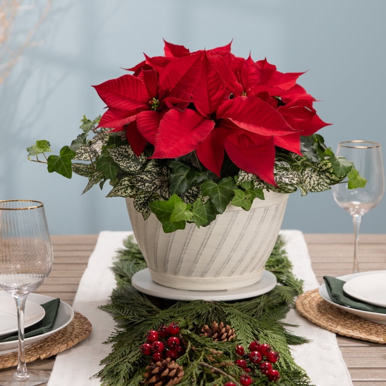クリスマスハウスPoinsettaタオル SWAROVSKI✳️ポインセチア 置物 花 
